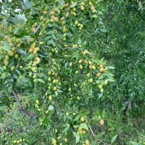 Sugar Cane Jujube Tree Live Plant - Grafted Chinese Date Tree 2 Feet