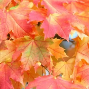 Sugar Maple Tree - Acer Saccharum Plant - 6-12 Inch Tall - Quart Pot - Shade Tree