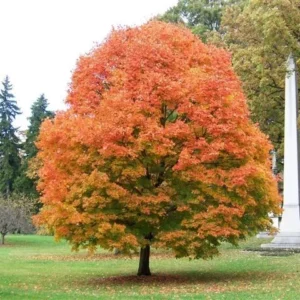 Sugar Maple Tree - Acer Saccharum Plant - 6-12 Inch Tall - Quart Pot - Shade Tree