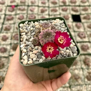 Sulcorebutia Rauschii Violacidermis Cactus - Purple Crown Cactus Cluster - Rare Plant 3