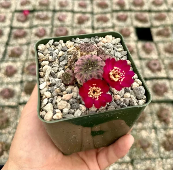 Sulcorebutia Rauschii Violacidermis Cactus - Purple Crown Cactus Cluster - Rare Plant 3" Pot