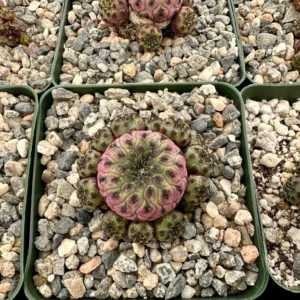 Sulcorebutia Rauschii Violacidermis Cactus - Purple Crown Cactus Cluster - Rare Plant 3" Pot