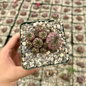 Sulcorebutia Rauschii Violacidermis Cactus - Purple Crown Cactus Cluster - Rare Plant 3