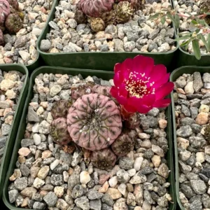 Sulcorebutia Rauschii Violacidermis Cactus - Purple Crown Cactus Cluster - Rare Plant 3