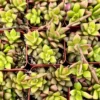 Sunrise Variegated Succulent Pink Plant 2 inch Pot Colorful Succulent