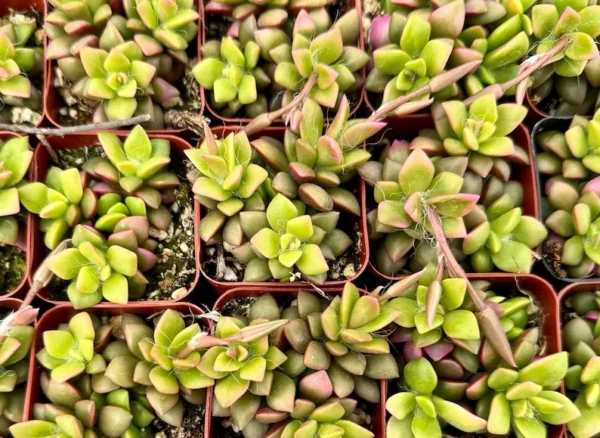 Sunrise Variegated Succulent Pink Plant 2 inch Pot Colorful Succulent