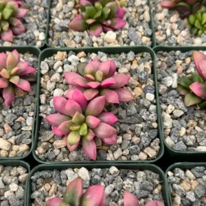 Sunrise Variegated Succulent Pink Plant 2 inch Pot Colorful Succulent