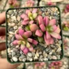 Sunrise Variegated Succulent Pink Plant 2 inch Pot Colorful Succulent