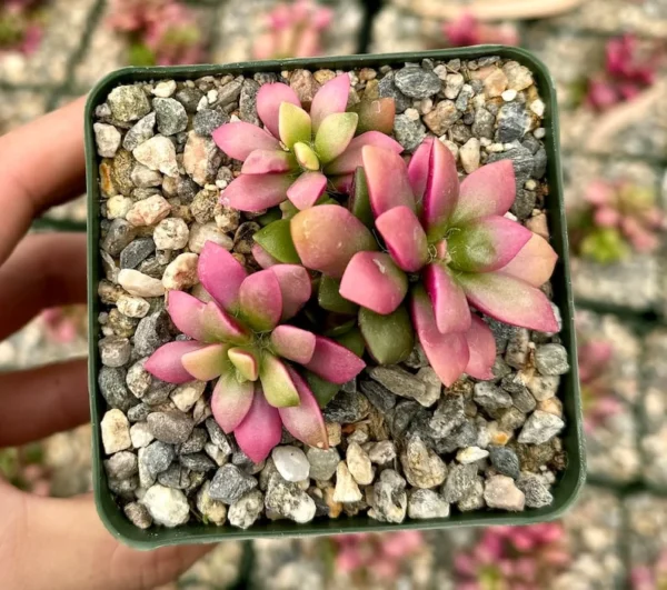 Sunrise Variegated Succulent Pink Plant 2 inch Pot Colorful Succulent