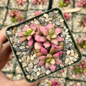 Sunrise Variegated Succulent Pink Plant 2 inch Pot Colorful Succulent