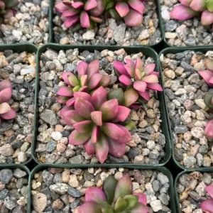 Sunrise Variegated Succulent Pink Plant 2 inch Pot Colorful Succulent