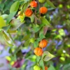 Surinam Cherry Tree - 1 ft Tall Plant - Shipped in 6" Pot