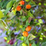 Surinam Cherry Tree - 1 ft Tall Plant - Shipped in 6" Pot