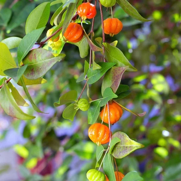 Surinam Cherry Tree - 1 ft Tall Plant - Shipped in 6" Pot