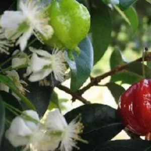 Surinam Cherry Tree - 1 ft Tall Plant - Shipped in 6