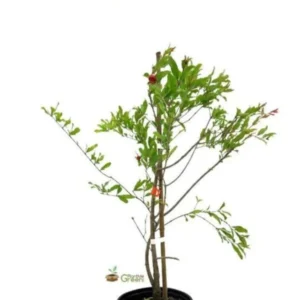 Surinam Cherry Tree - 1 ft Tall Plant - Shipped in 6
