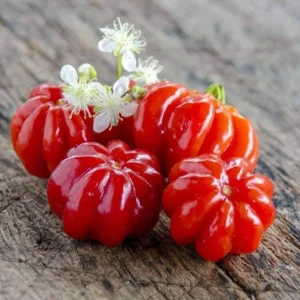 Surinam Cherry Tree - 3 Feet Tall - 3 Gallon Pot - Sweet and Tart Fruits - Not Ship CA