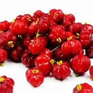 Surinam Cherry Tree - 3 Feet Tall - 3 Gallon Pot - Sweet and Tart Fruits - Not Ship CA