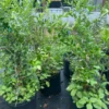 Sweet Barbados Cherry Tree - 3 ft Tall Live Grafted Acerola Tree with Pot - Not Ship CA