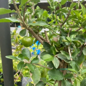 Sweet Barbados Cherry Tree - 3 ft Tall Live Grafted Acerola Tree with Pot - Not Ship CA