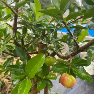 Sweet Barbados Cherry Tree - 3 ft Tall Live Grafted Acerola Tree with Pot - Not Ship CA