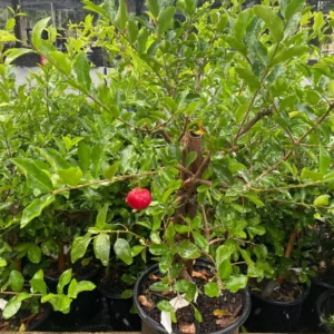 Sweet Barbados Cherry Tree - 3 ft Tall Live Grafted Acerola Tree with Pot - Not Ship CA