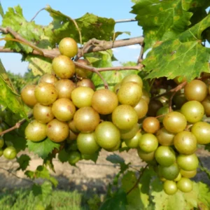 Sweet Jenny Muscadine Grape Vine - 2 Year Bare Root Live Plant 1-2ft - Fruit Vine