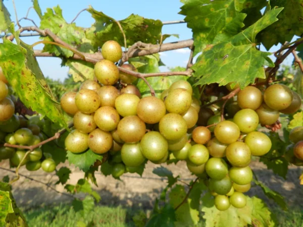 Sweet Jenny Muscadine Grape Vine - 2 Year Bare Root Live Plant 1-2ft - Fruit Vine