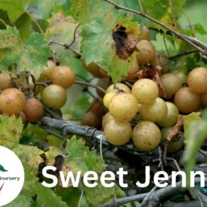 Sweet Jenny Muscadine Grape Vine - 2 Year Bare Root Live Plant 1-2ft - Fruit Vine