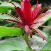 Sweet Shrub Carolina Allspice Plant - 2 Bareroot Calycanthus floridus Shrubs - Fragrant Blooms