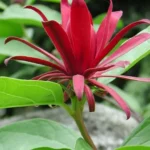 Sweet Shrub Carolina Allspice Plant - 2 Bareroot Calycanthus floridus Shrubs - Fragrant Blooms