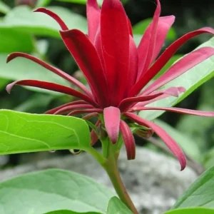 Sweet Shrub Carolina Allspice Plant - 2 Bareroot Calycanthus floridus Shrubs - Fragrant Blooms
