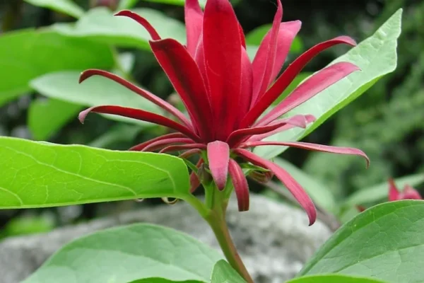 Sweet Shrub Carolina Allspice Plant - 2 Bareroot Calycanthus floridus Shrubs - Fragrant Blooms