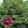 Sweet Shrub Carolina Allspice Plant - 6-12 Inch Tall - 4" Pot - Fragrant Blooms