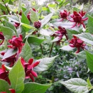 Sweet Shrub Carolina Allspice Plant - 6-12 Inch Tall - 4" Pot - Fragrant Blooms