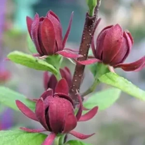 Sweet Shrub Carolina Allspice Plant - 6-12 Inch Tall - 4