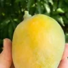 Sweet Tart Mango Tree Grafted Fruit Tree - 1 ft Tall Potted Plant