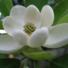 Sweetbay Magnolia Tree - Laurel Magnolia - 6-12 Inch Plant Qt. Pot