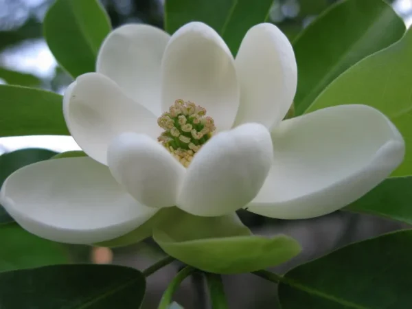 Sweetbay Magnolia Tree - Laurel Magnolia - 6-12 Inch Plant Qt. Pot