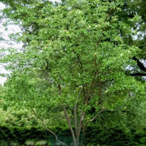 Sweetbay Magnolia Tree - Laurel Magnolia - 6-12 Inch Plant Qt. Pot