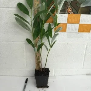 Sweetbay Magnolia Tree - Laurel Magnolia - 6-12 Inch Plant Qt. Pot