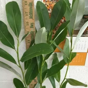 Sweetbay Magnolia Tree - Laurel Magnolia - 6-12 Inch Plant Qt. Pot