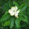 Sweetbay Magnolia Tree Plant - Gallon Pot Laurel Magnolia Swamp Magnolia Tree