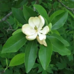 Sweetbay Magnolia Tree Plant - Gallon Pot Laurel Magnolia Swamp Magnolia Tree