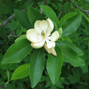 Sweetbay Magnolia Tree Plant - Gallon Pot Laurel Magnolia Swamp Magnolia Tree