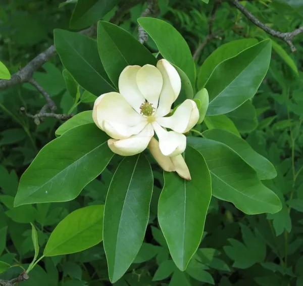Sweetbay Magnolia Tree Plant - Gallon Pot Laurel Magnolia Swamp Magnolia Tree