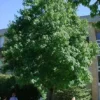 Sweetgum Tree Liquidambar Styraciflua Plant - 1 Qt Pot - 6-12 Inch Tall Shade Tree