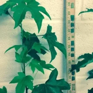 Sweetgum Tree Liquidambar Styraciflua Plant - 1 Qt Pot - 6-12 Inch Tall Shade Tree