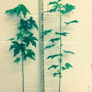 Sweetgum Tree Liquidambar Styraciflua Plant - 1 Qt Pot - 6-12 Inch Tall Shade Tree