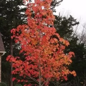 Sweetgum Tree Liquidambar Styraciflua Plant - 1 Qt Pot - 6-12 Inch Tall Shade Tree